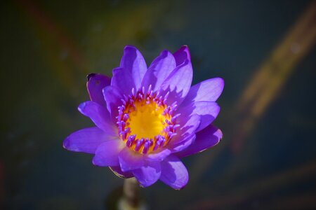 Purple flower lake photo