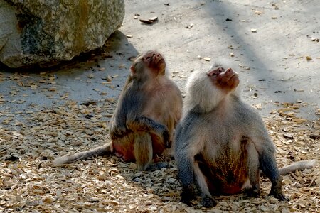 Animal primate zoo