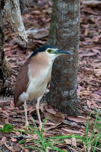 Wildlife animal plumage photo