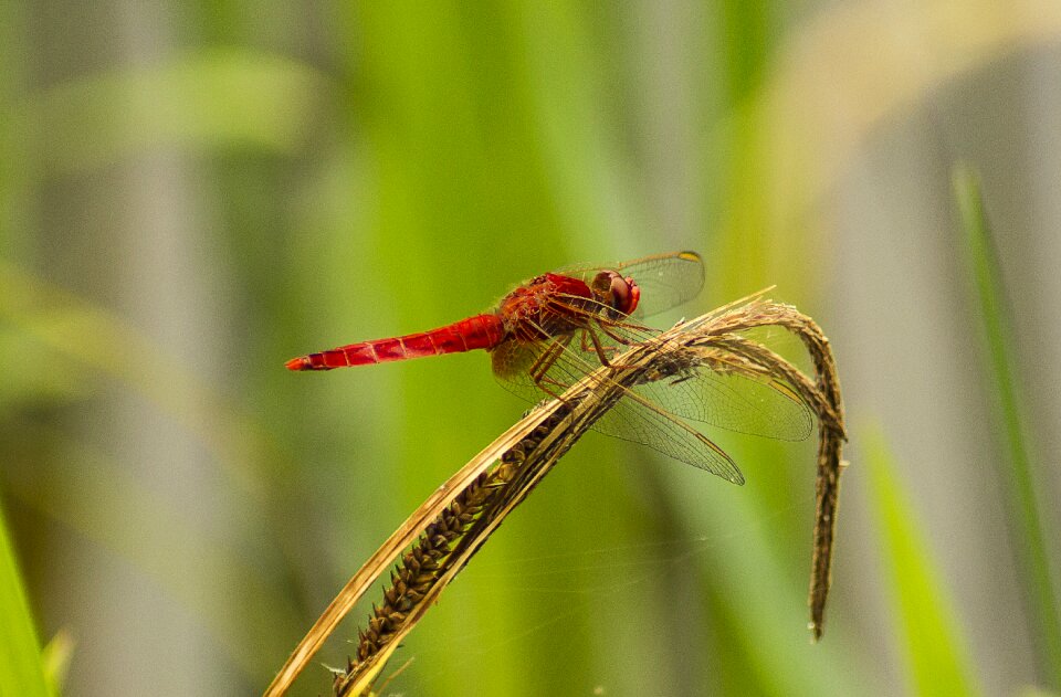 Dragonfly insect nature