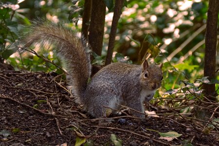 Animal nature park