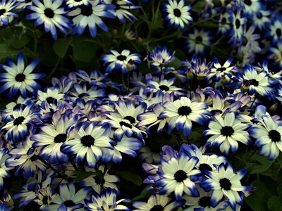 Colour garden blooming