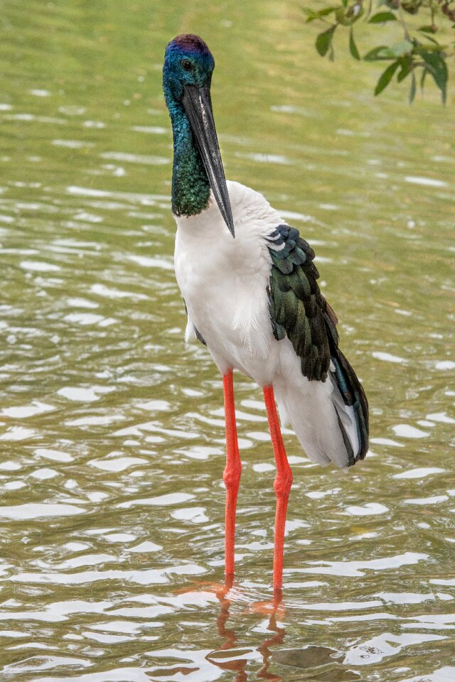 Wildlife stork nature