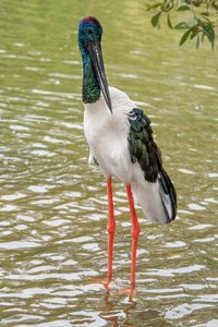 Wildlife stork nature