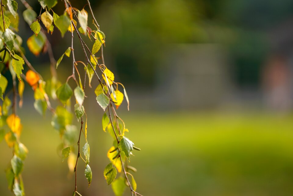 Outdoors bright garden