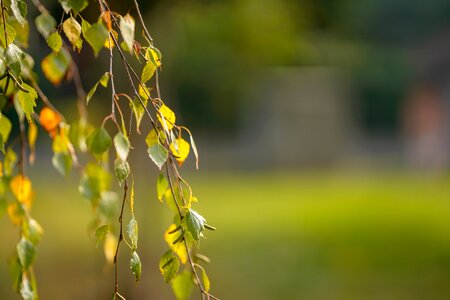 Outdoors bright garden
