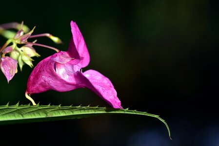 Blossom bloom pink