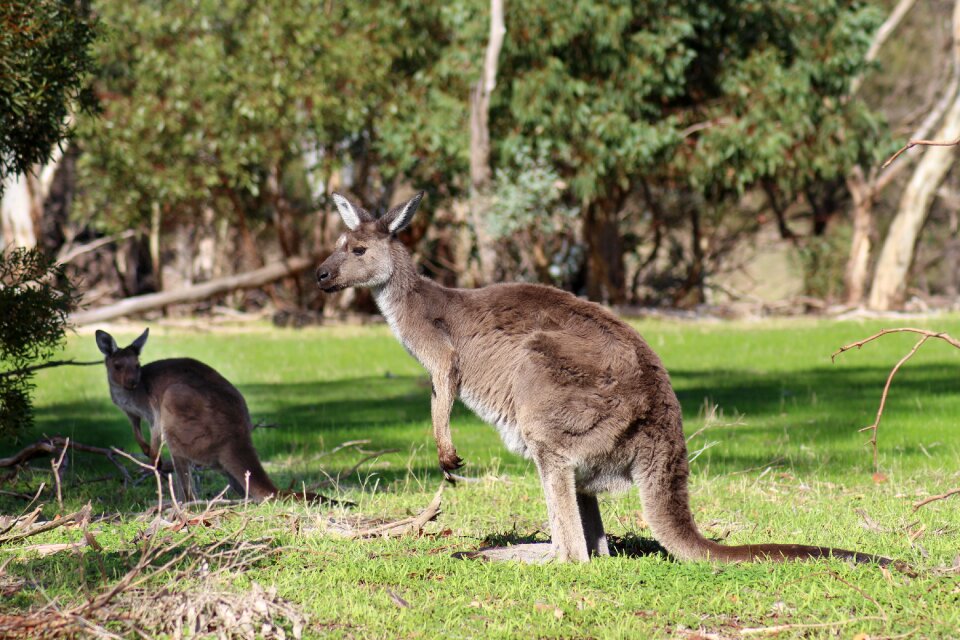 National park nature animals