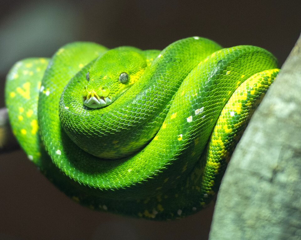 Reptile nature wild