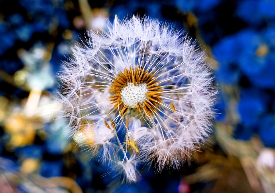 Macro nature blossom