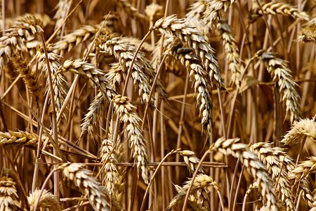 Grain field agriculture