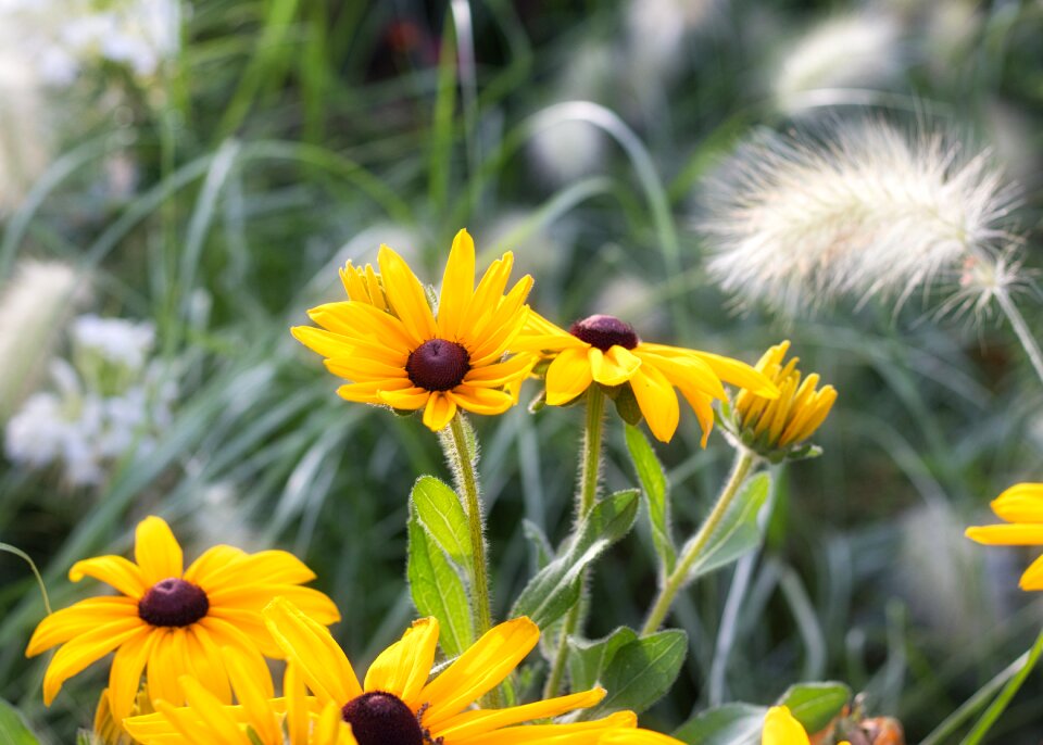 Yellow bright beauty