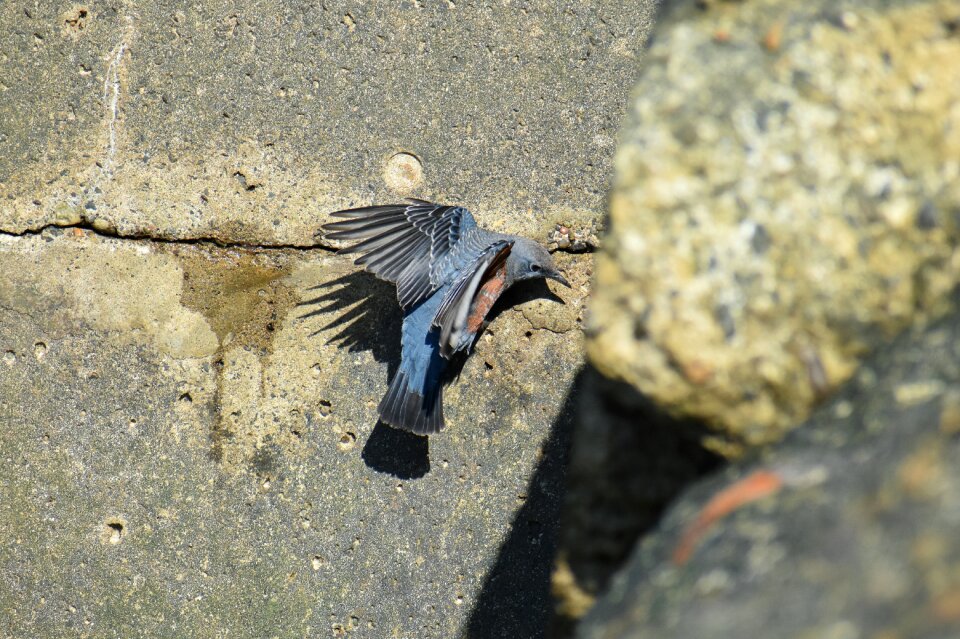 Bird wild birds flycatcher department of