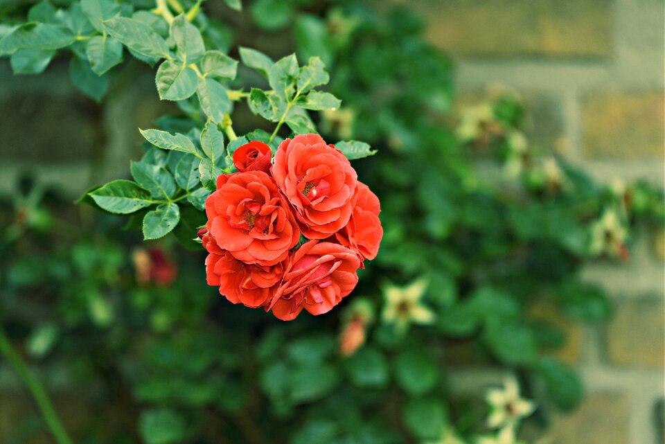 Foliage leaves decoration