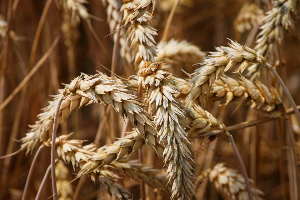 Grain field wheat grains