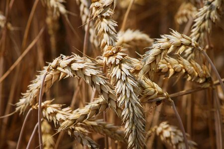 Grain field wheat grains