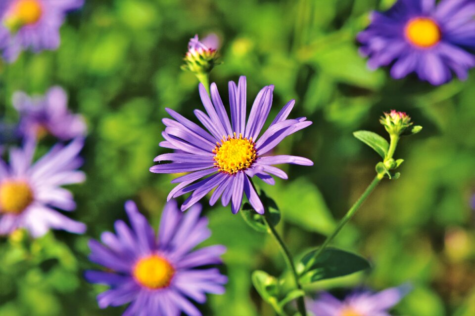 Violet blossom bloom