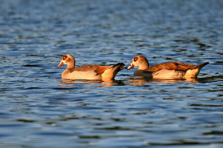 Bird swimming water