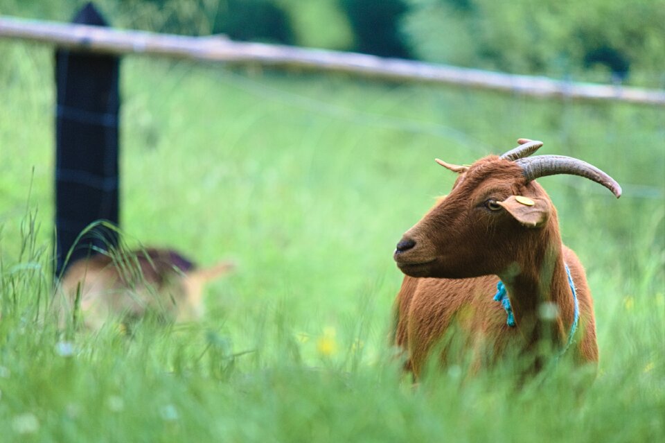 Animal husbandry livestock mammal