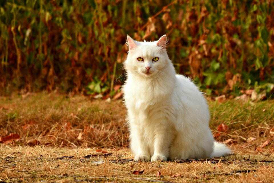 Mammal feline sitting photo