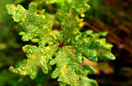 Young autumn wet photo