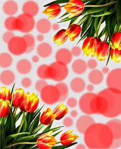 Background color tulip