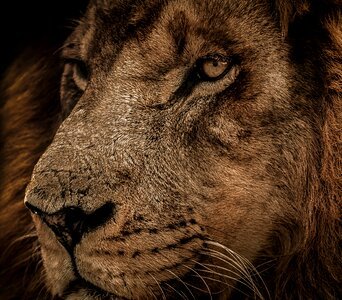 Carnivore animal lion