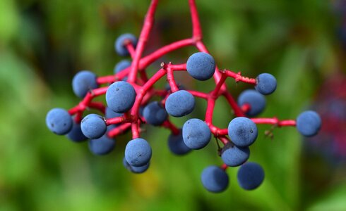 Blue vine colorful