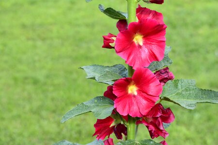 Garden malva summer