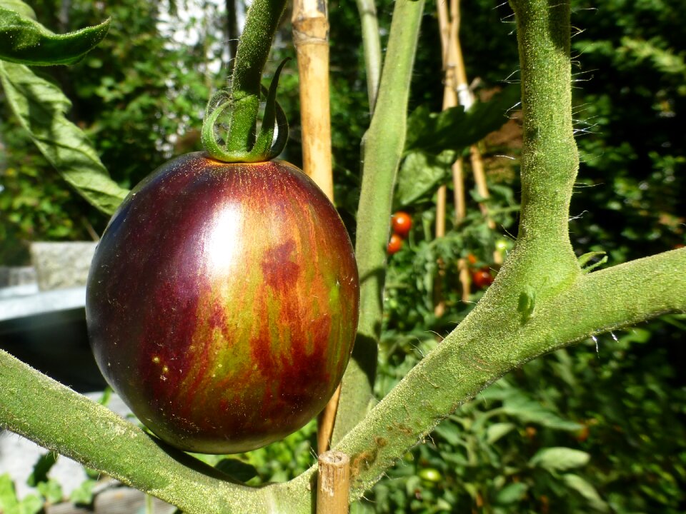 Nachtschattengweächs vegetables garden