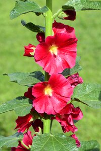 Garden malva summer