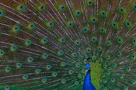 Peacock feathers gorgeous plumage photo