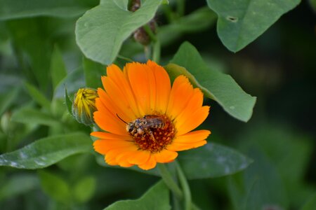 Bee bloom nature