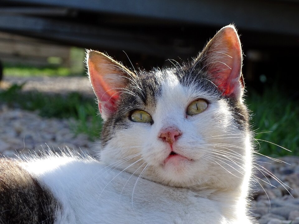 Pet domestic cat cat face photo