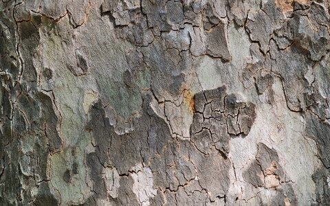 Tree bark nature photo