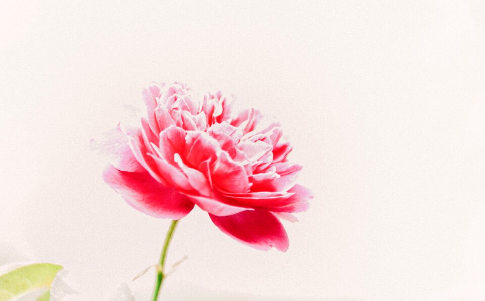 Nature blossom love