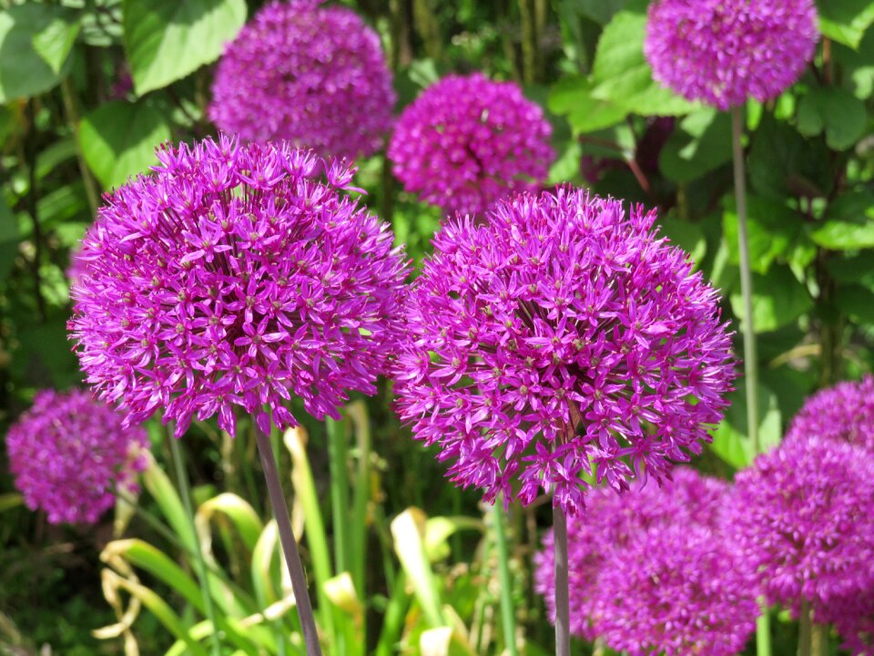 Allium summer garden