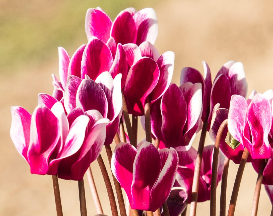 Flowers potted plant flora