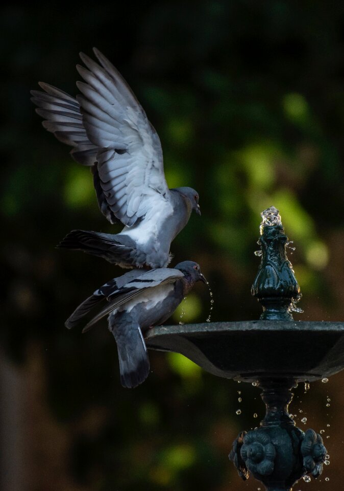 Drinking playing bathing