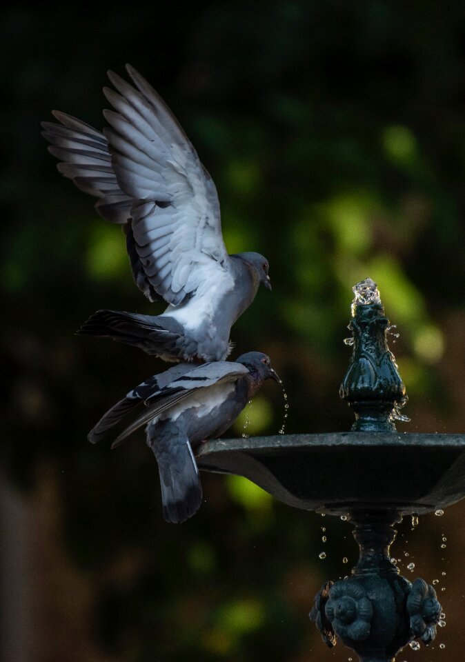 Drinking playing bathing photo