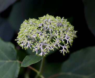 Nature garden hydrangea
