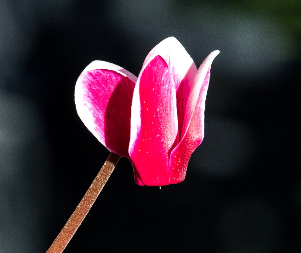 Blossom bloom potted plant