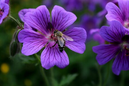 Nature bee purple photo