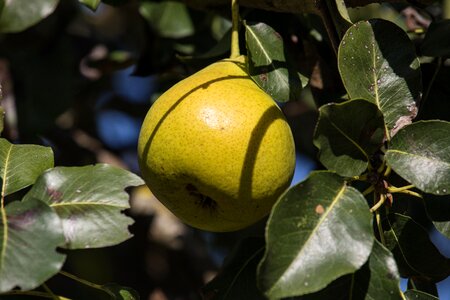 Food nutrition nature