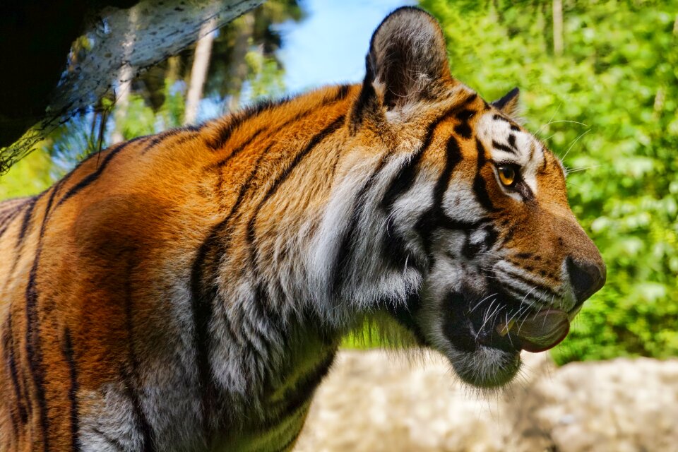 Animal mammal animal world