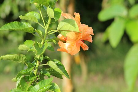 Nature yellow floral