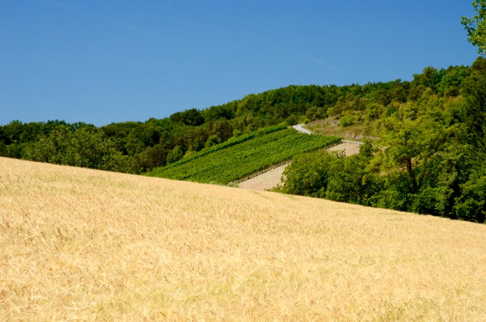 Summer agriculture sunny