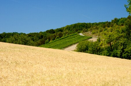 Summer agriculture sunny
