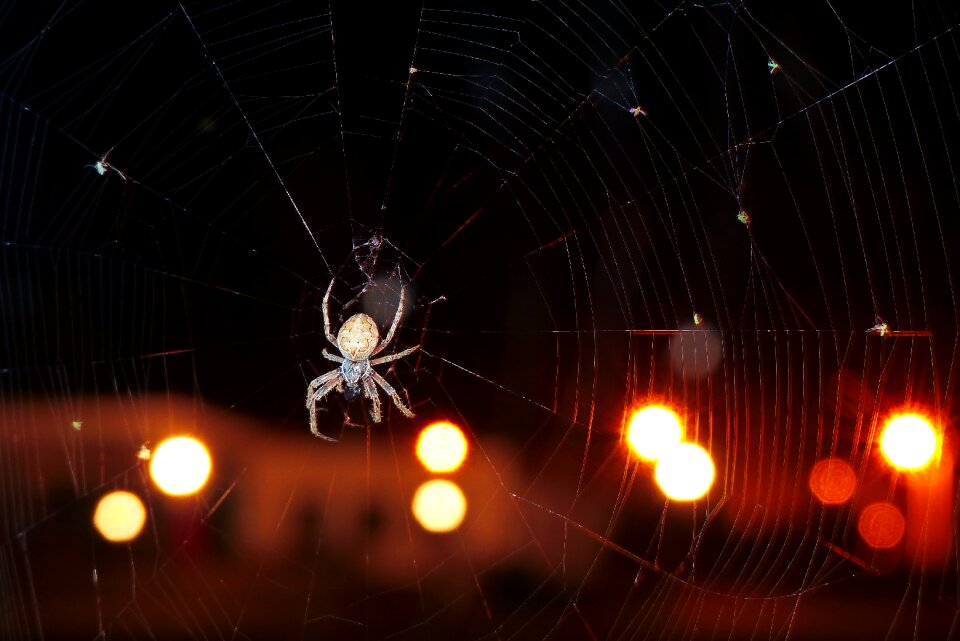 Cobweb night animals