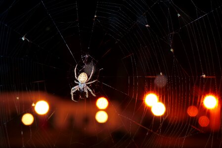 Cobweb night animals photo